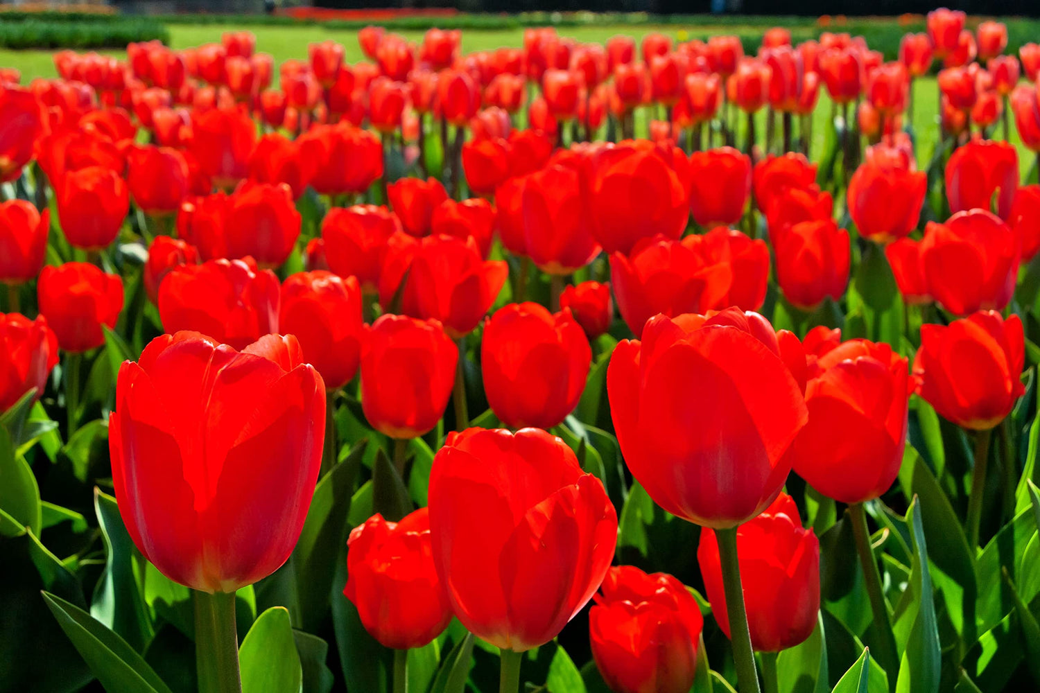 Best Red Tulip Bulbs for Planting - Easy to Grow - Made in USA, Ships from Iowa