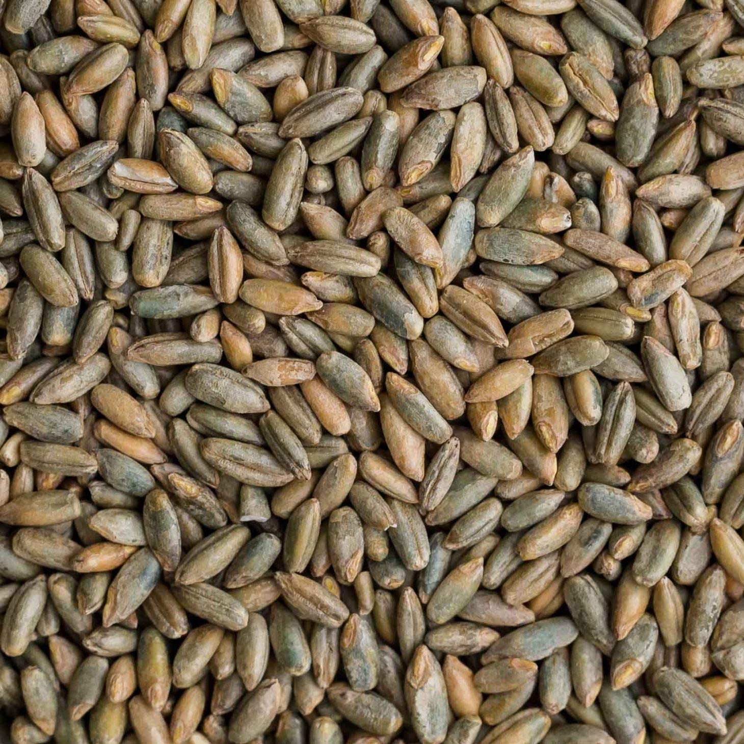 12 oz Signature Rye Berries - Organic and Healthy, High in Fiber and Iron - 12 oz Bag of Rye Berries