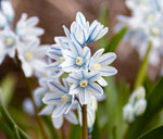 10 Fresh Striped Squill Bulbs for Planting - Easy to Grow Perennial Puschkinia Bulbs - Made in USA, Ships from Iowa - Scilla Bulbs