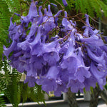 Blue Purple Jacaranda Jacaranda Mimosifolia Tree Shrub Heirloom 30 Bulk Seeds