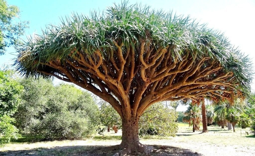 Dragon's Blood Tree, Dracaena draco rare Canary Island palm bonsai seed 10 SEEDS