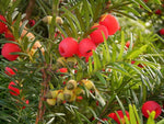 30 English Yew Tree Seeds - Taxus baccata - Evergreen Tree with Bright Red Fruits
