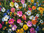 Perennial Wildflower Mix - 1 0unce - Great for Pollinatiors and Very Attractive Blooms