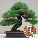 180+ Bonsai Tree Seeds Japanese Pine Seeds for Planting