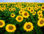 Fresh Seeds - Sunflower Seeds, Skyscraper, Heirloom Sunflower Seeds, Tallest Sunflowers, 50ct