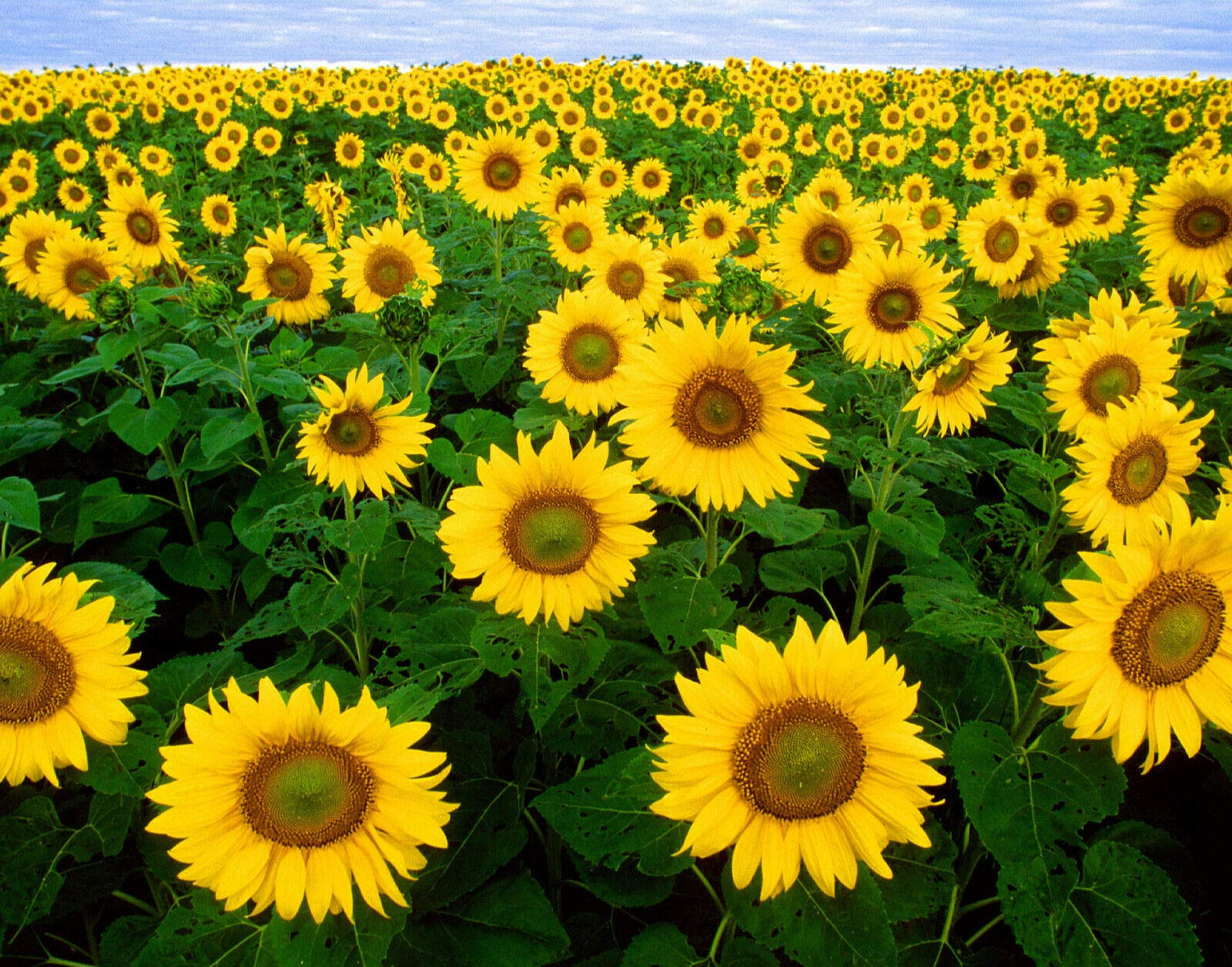 Fresh Seeds - Sunflower Seeds, Skyscraper, Heirloom Sunflower Seeds, Tallest Sunflowers, 50ct