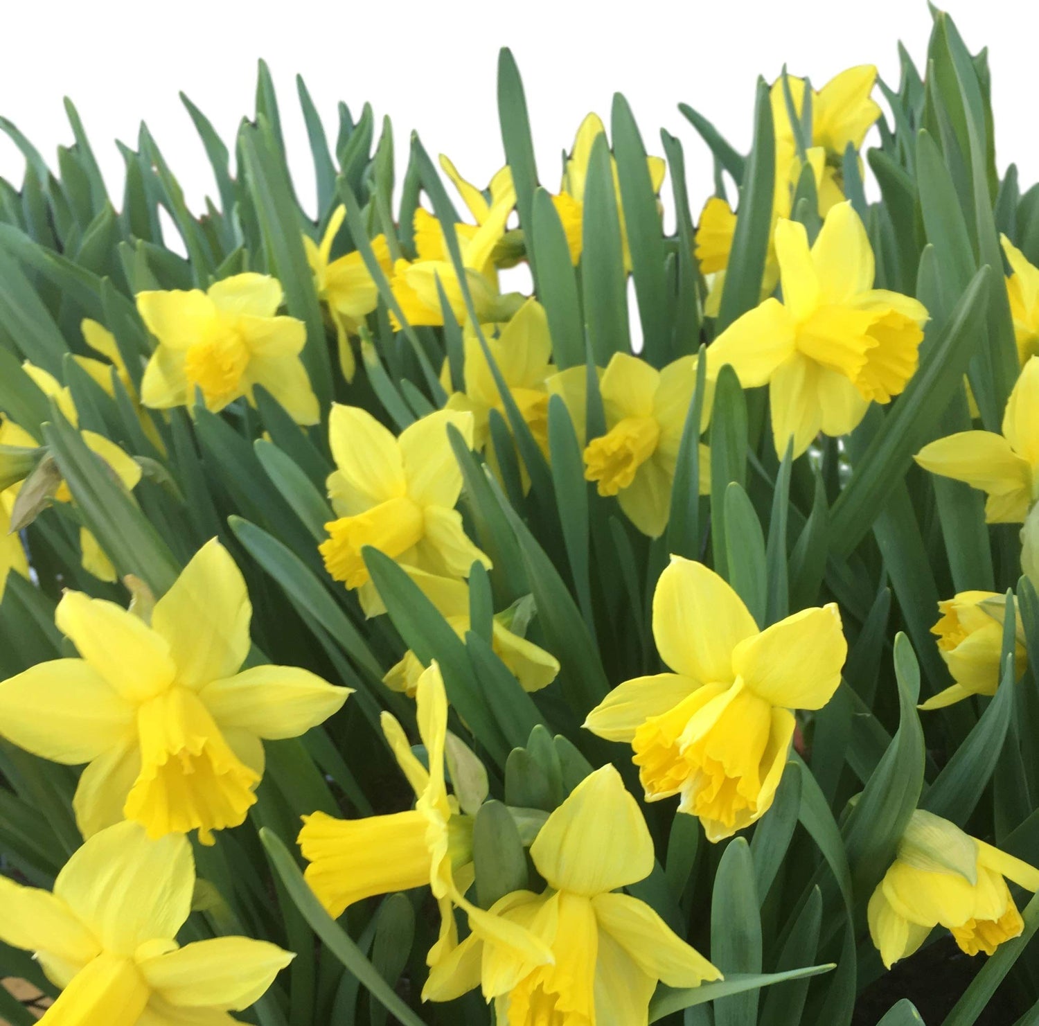 Dutch Master Daffodil 100 Bulbs - 12/14 cm Bulbs