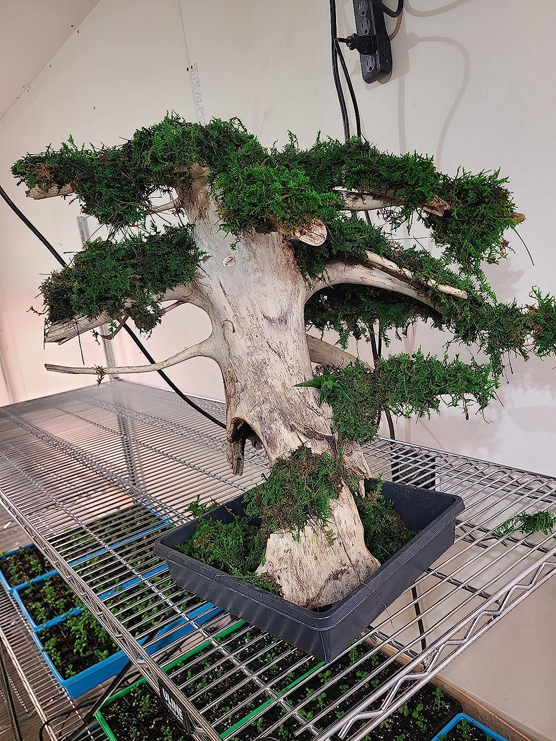 Driftwood and Moss Bonsai Tree - Fresh Water Driftwood and Preserved Moss