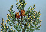 20 Gold Tipped Cedar Tree Branches - Beautiful Branches to Decorate, Wreath, Wedding or Event - Vibrant Green and Gold Evergreen Leaves
