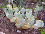White Prickly Pear Cactus Seeds - 20+ Seeds - Opuntia macrorhiza - Ships from Iowa, USA - Grow Exotic Cacti