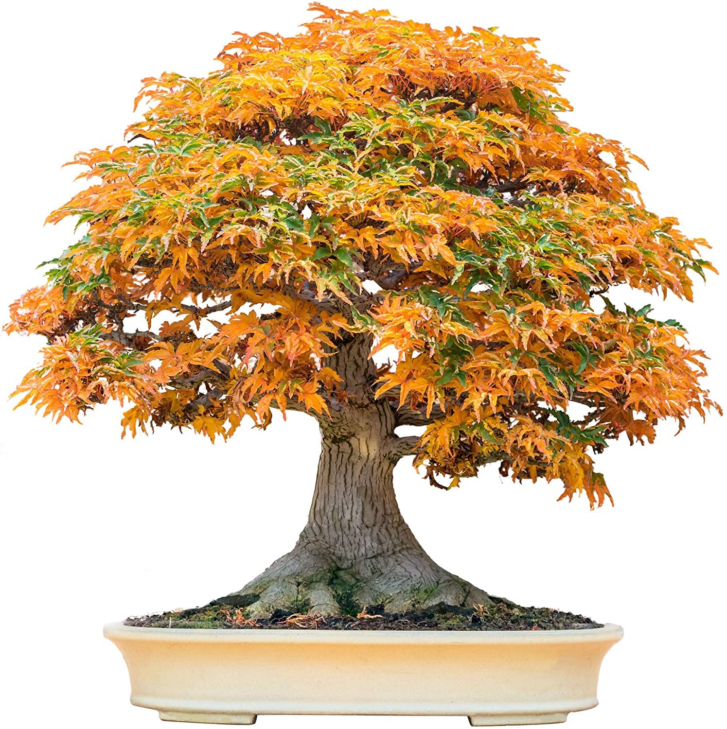 Bonsai Tree Seeds, Trident Maple | 20+ Seeds | Highly Prized for Bonsai, (Acer buergerianum) 20+Seeds