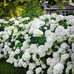 Snow Hill Hydrangea Seedlings for Planting - Grow This Stunning Blooming Bush