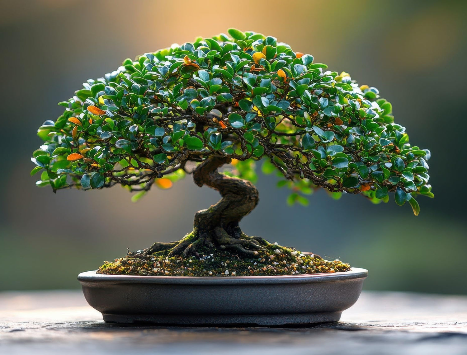 Chinese Gooseberry Bonsai Tree Seeds for Planting - 30 Seeds - Actinidia chinensis - Wild Kiwi, Fruitbearing
