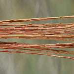2 Weeping Willow Trees Ready to Plant Beautiful Arching Canopy