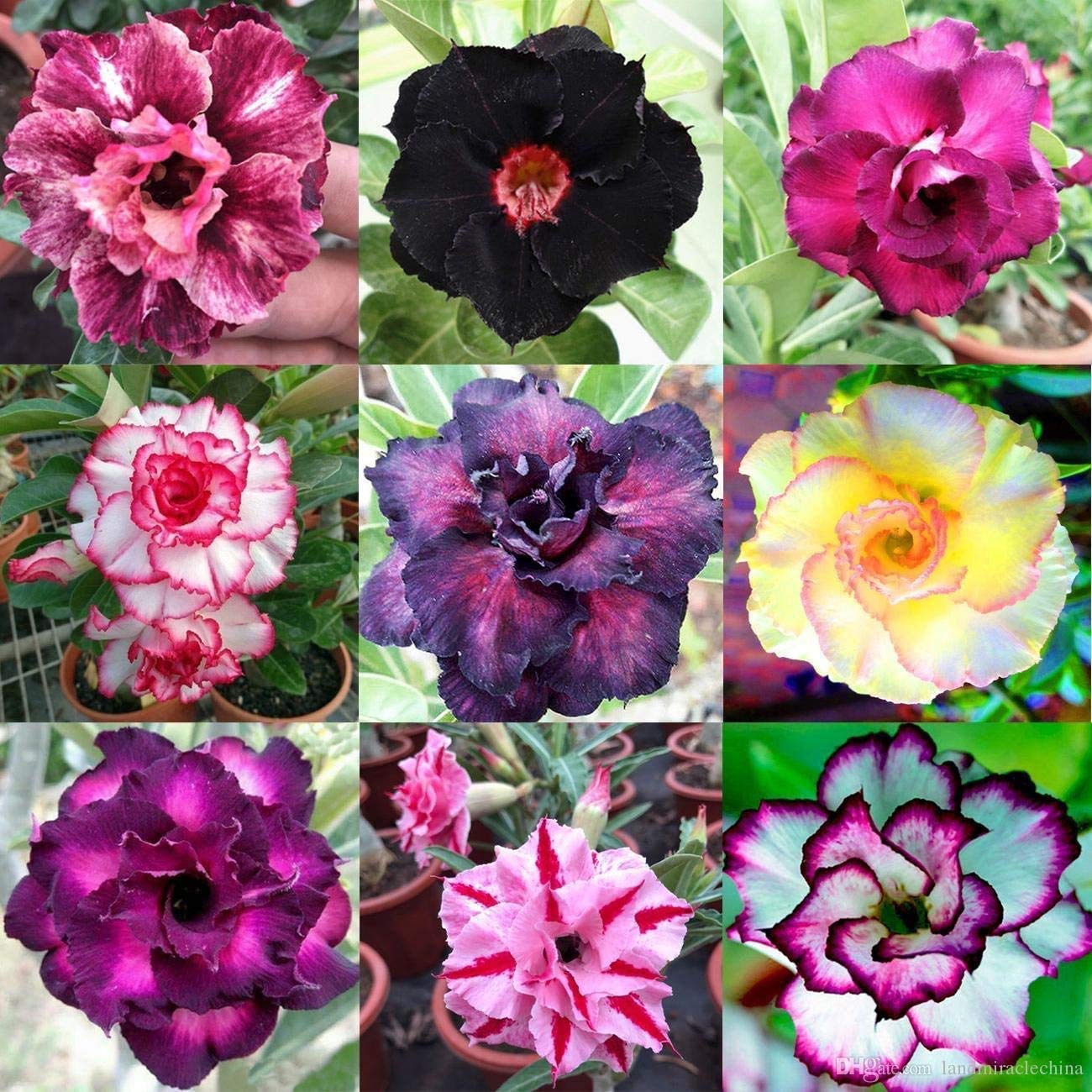 20 Mixed Color Desert Rose Seeds to Grow | 20 Seeds | Adenium Obesum Seeds to Grow.. Exotic Bonsai Plant