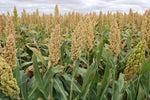 WHITE POPPING SORGHUM SEED,Grain, floral arrangements (dried or fresh flower)(3000 Seeds)