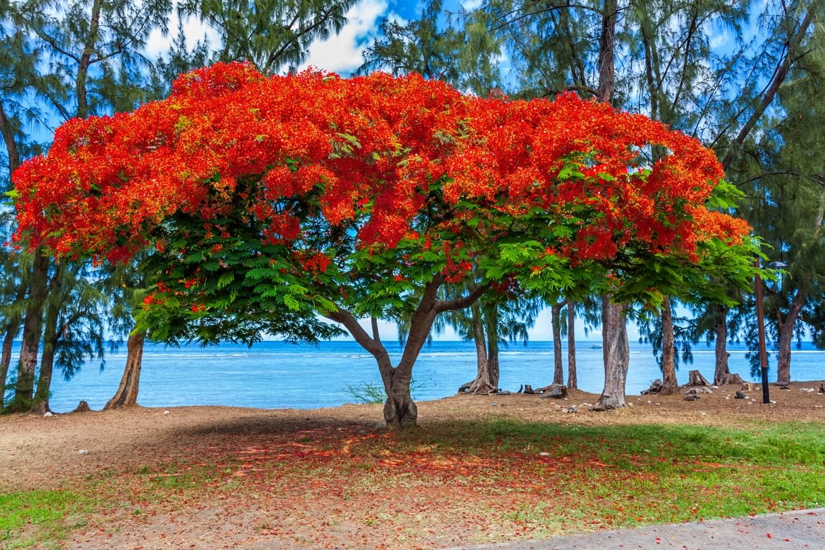 20 Seeds Delonix regia - Royal Poinciana Flamboyant Flame Tree Gulmohar