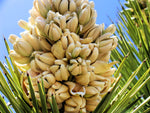 Yucca Palm Tree Seeds for Planting (10 Seeds) - Highly Prized Joshua Tree - Yucca brevifolia - Made in USA, Ships from Iowa