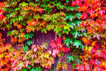 50 Japanese Ivy Seeds for Planting - Easy to Grow Creeping Ivy Vine - Ships from Iowa, USA