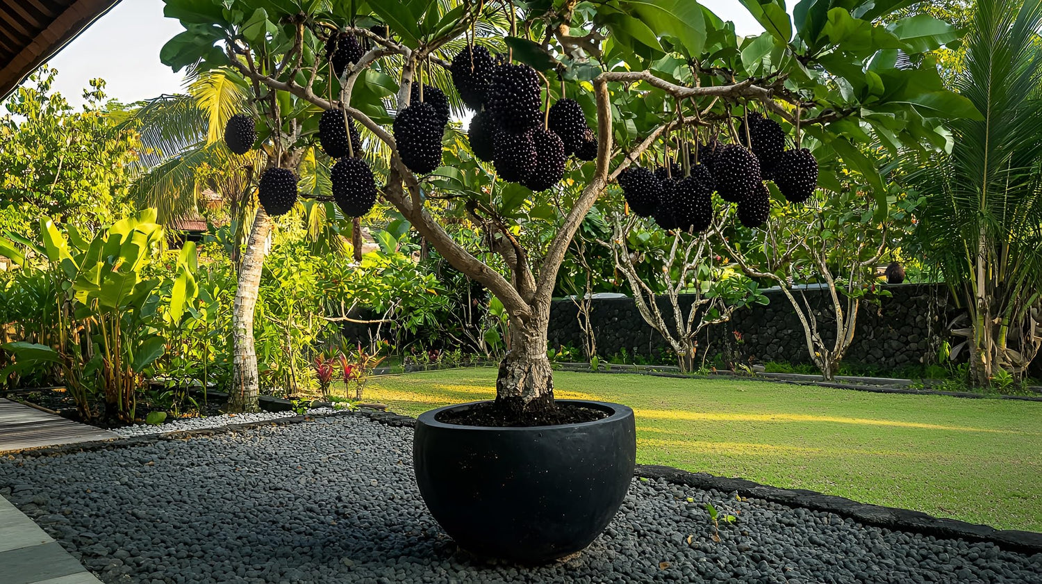 Thornless BlackBerry Bonsai Tree Seedling for Planting - Well Rooted 1 Yr. Seedling