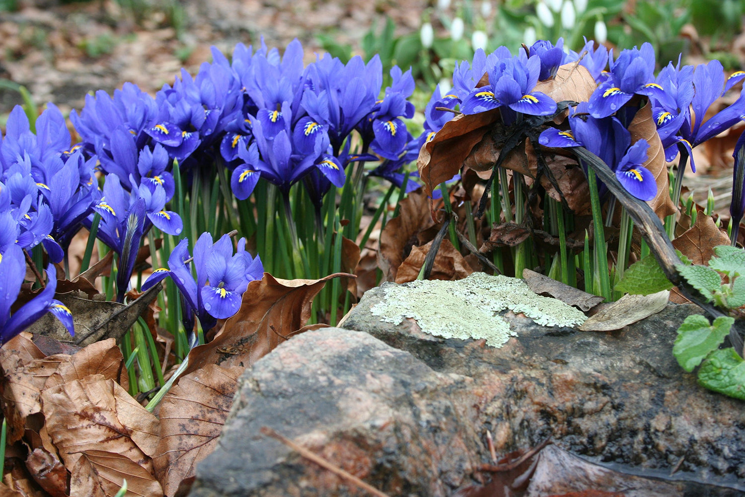 Dark Blue Rockgarden Iris 20 Bulbs - reticulata - 5/6 cm …