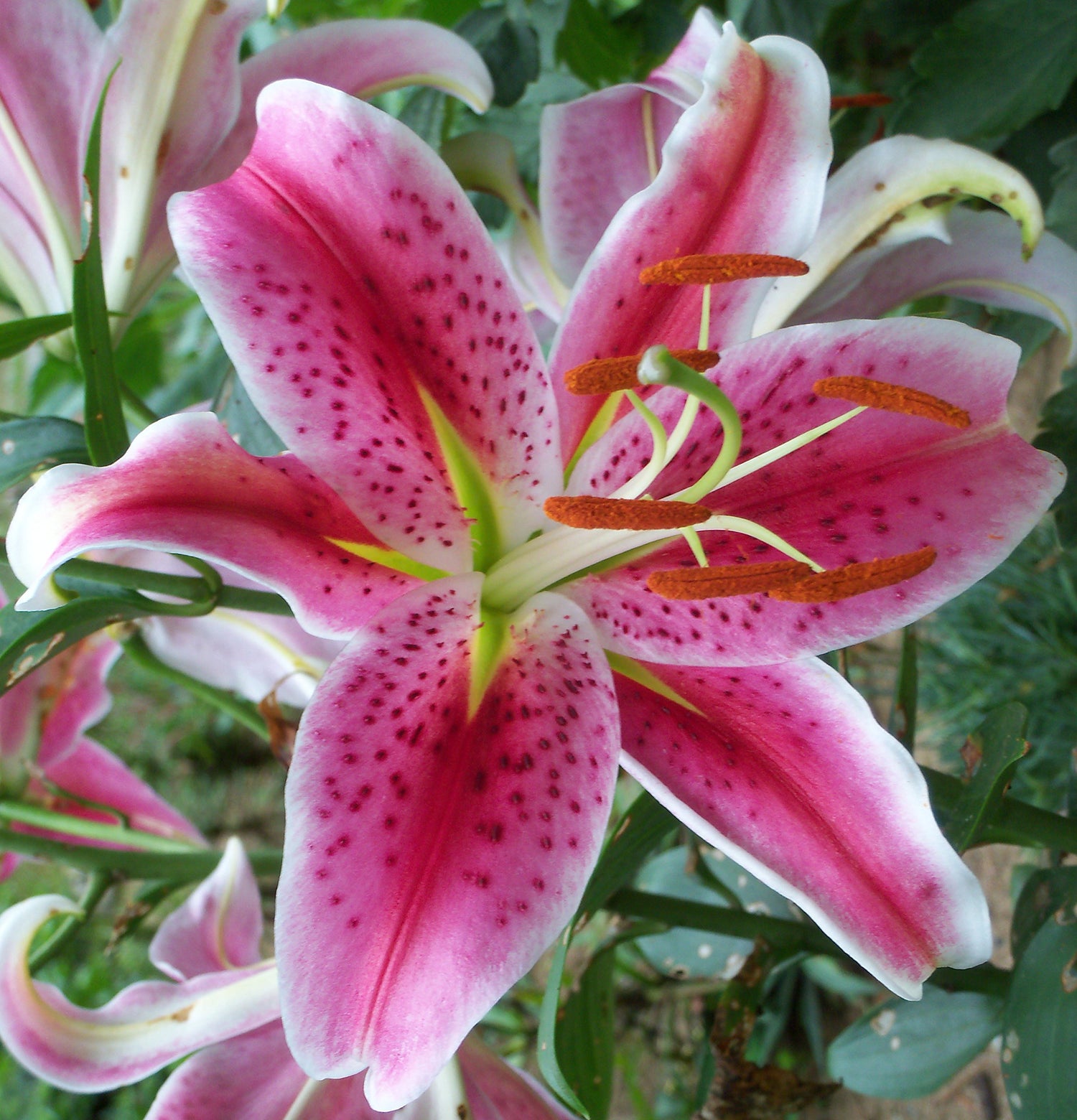 (6) Large Flowering Stargazer Lily Bulbs. Pink Oriental Lily, Beautiful Perennial for Any Garden, Seeds*Bulbs*Plants*&More