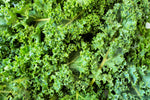 Dwarf Kale Seeds to Plant | 100+ Seeds | Dwarf Blue Kale Seeds for Planting | Grow Your Own Food
