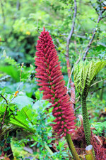 Chilean Rhubarb Seeds for Planting (30 Seeds) - Gunnera tinctoria - Stunning Garden Plant