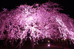 Weeping Cherry Tree Seeds for Planting (8 Seeds) - Blooming Weeping Higan Cherry Tree Seeds - Rare Bonsai and Garden Tree Seeds