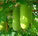 20++ Organic Seeds Winter Melon/Wax Gourd/Dong Gua (Benincasa hispida)