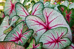 6 Angels Wings Caladium Bulbs for Planting - Perennial Hosta, Elephant Ears