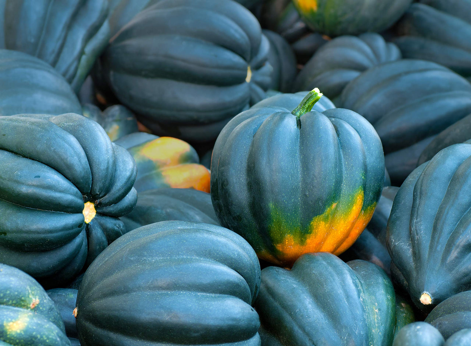 Acorn Squash Seeds for Planting - 50+ Seeds - King Table Squash, Delicious and Nutritious - Made in USA, Ships from Iowa