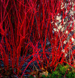 Bright Red Dogwood Cuttings to Plant - No Roots, Easy to Grow, Privacy and Lanscaping Bush, Vibrant Red Bark - Ships from Iowa, USA