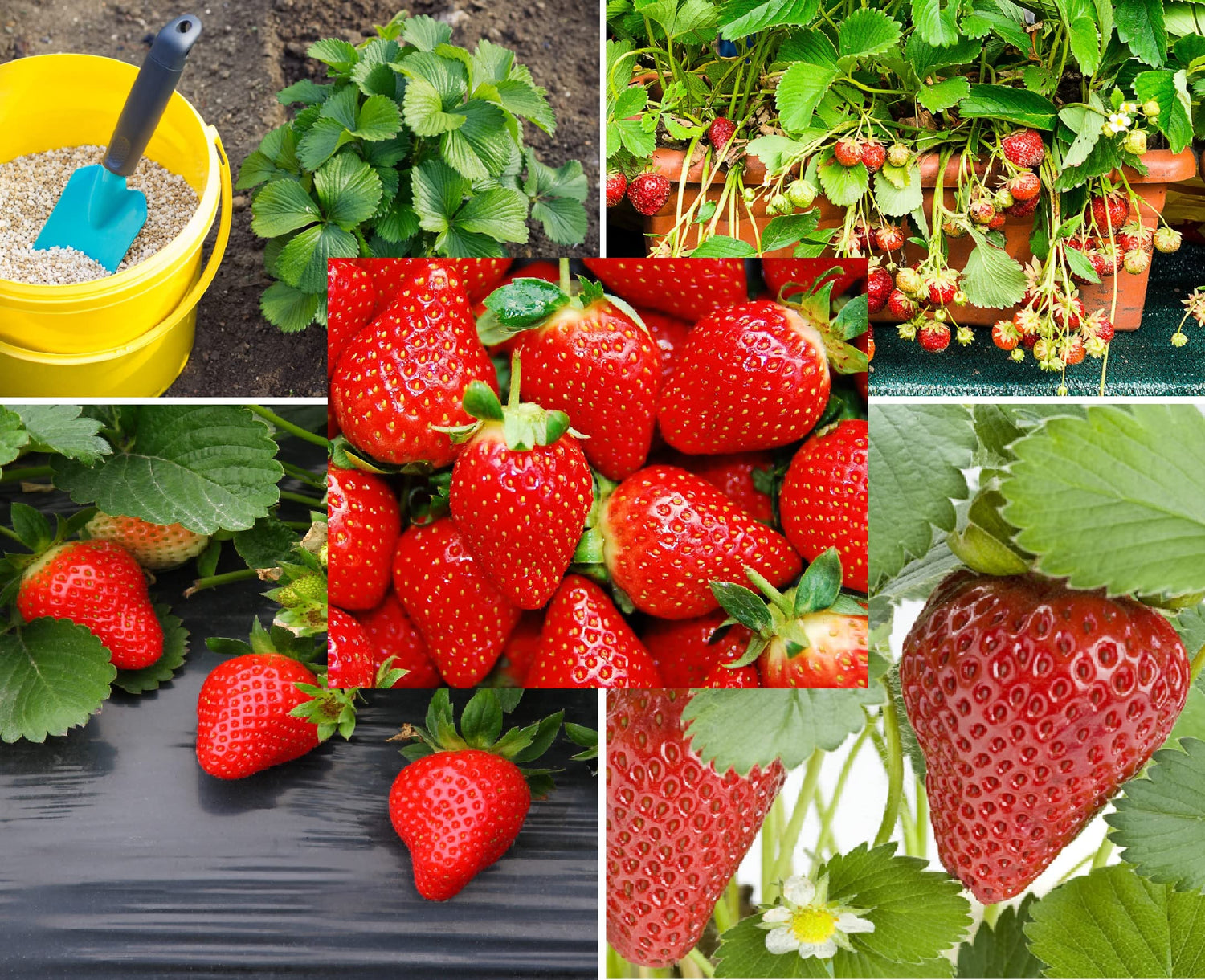Delicious Red Strawberry Seeds - 100+ Seeds - Long Blooming, Easy to Grow Perennial Fruit Vine - Made in USA, Ships from Iowa.