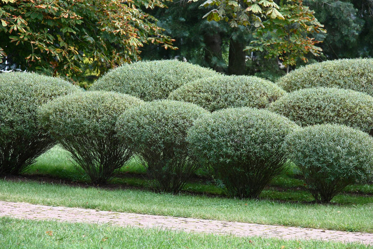 Purple Willow Bush Cuttings to Plant - Grow Stunning Basket Willow - Salix Purpurea (2 Cuttings)