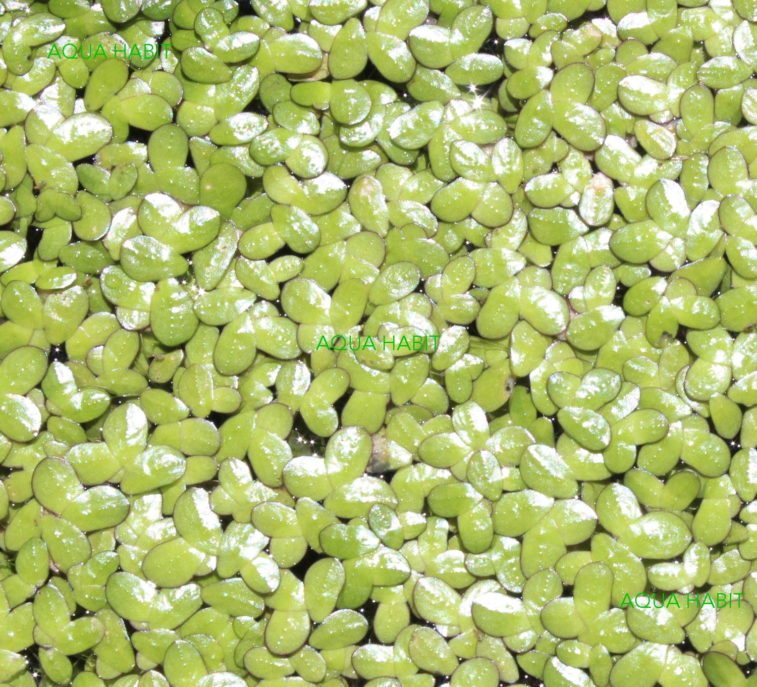 Duckweed (Lemna Minor) - 100/200/500 Live Plants by Aqua Habit