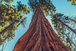 Giant Sequoia Tree Seedlings for Planting - Grow Giant Redwood Trees