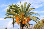 Jelly Palm Seeds for Planting (5 Seeds) - Butia capitata, Coco Palm Trees