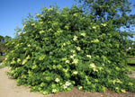 Sambucus Caerulea Blue Elderberry Edible Berries Juicy Fruit 20 Seeds