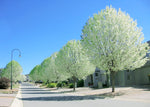 White Poplar Cuttings to Grow - Populus alba - Silver Leafs are Very Attractive