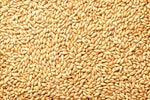 Barely Seeds | All Natural Whole Barley Seed for Juicing, Malt Brewing, Beer Making