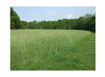 Lewis Family Farm 5 lb Cereal Rye Grain Seeds Open Pollinated Cover Crop Forage Deer Plot Food