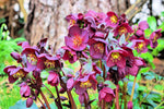 15 Lenten Rose Seeds for Planting - Helleborus orientalis - Rare Flower