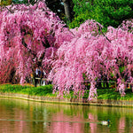 30 Pcs Weeping Sakura Seeds Plant Cherry Blossom Seeds,for Growing Seeds in The Garden or Home Vegetable Garden