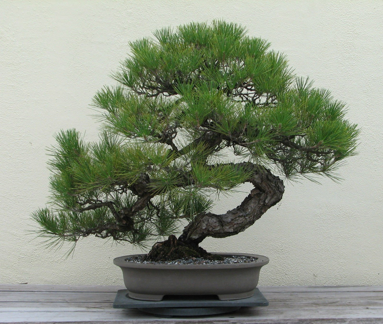 Japanese Black Pine Seeds - BONSAI TREE - Exotic Tree / Houseplant - 6 Seed