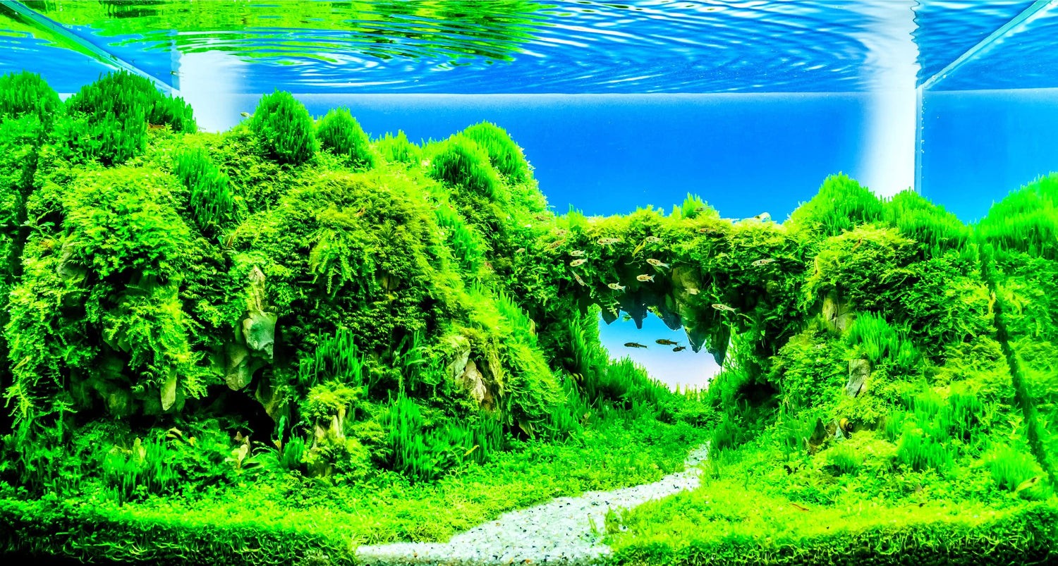 Dwarf Hairgrass Seeds - 50 Seeds - Aquarium Grass