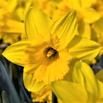 Dutch Master Daffodil 20 Bulbs - King Alfred Improved - 14/16 cm Bulbs