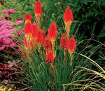 25 Dwarf red hot pokers seeds, red hot poker, Torch Lily, KNIPHOFIA triangularis