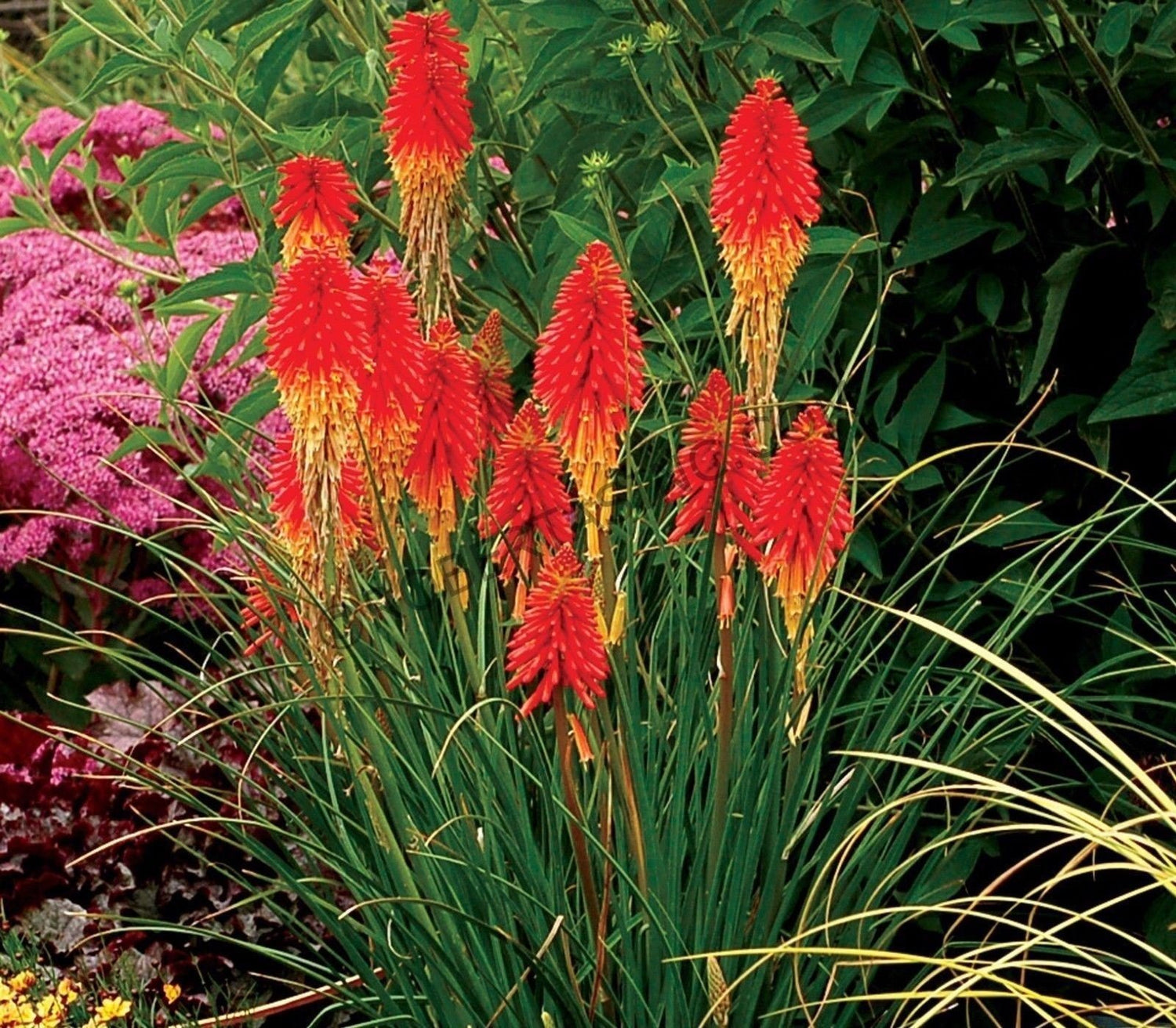 25 Dwarf red hot pokers seeds, red hot poker, Torch Lily, KNIPHOFIA triangularis