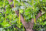 Caucasian Wingnut Tree Seeds for Planting (10 Seeds) - Pterocarya fraxinifolia